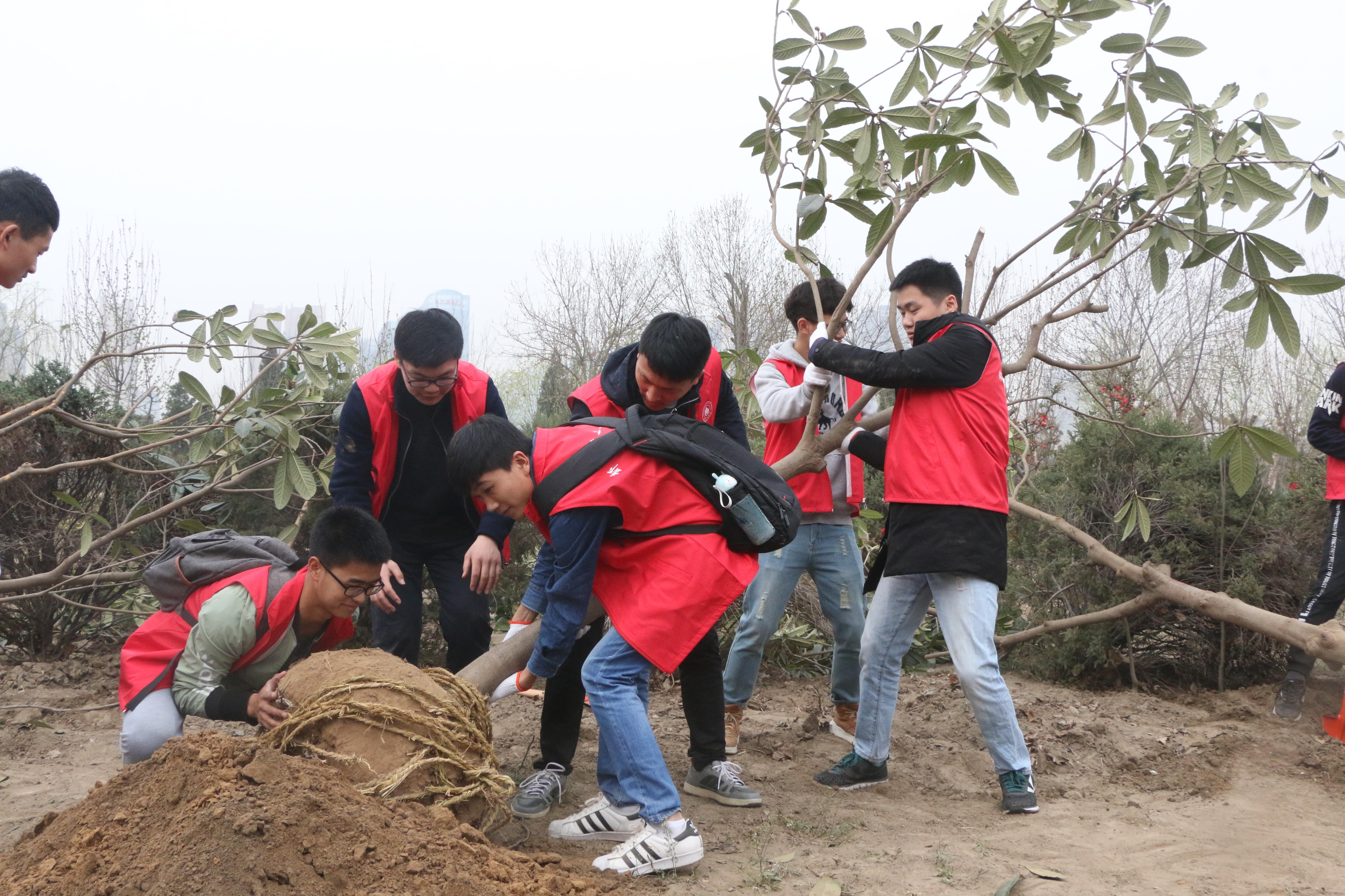 粗壮的树苗移植入坑